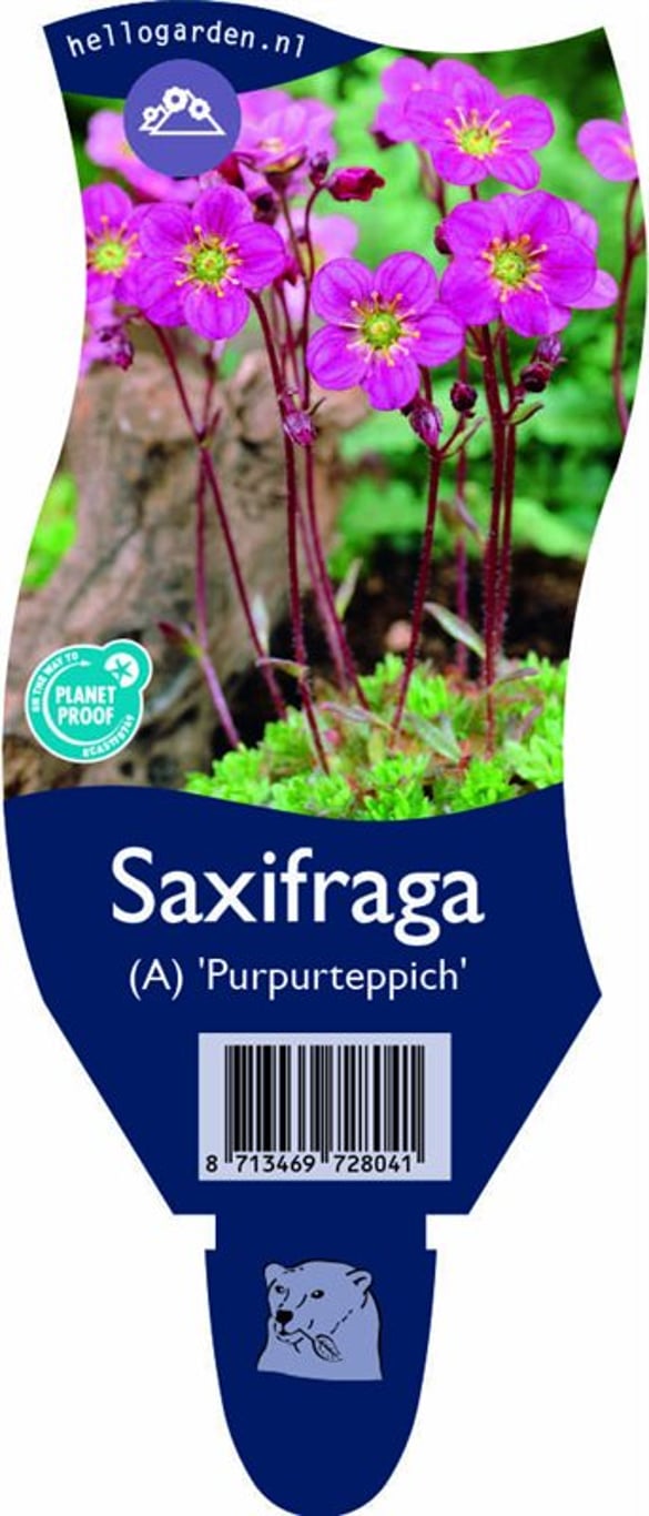 Saxifraga (A) 'Purpurteppich' - P11
